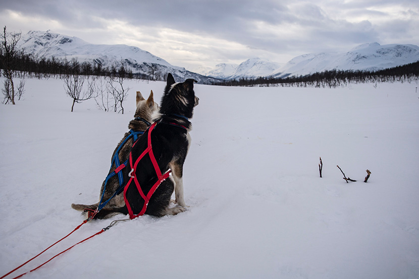 两只坐在雪地上的阿拉斯加犬雪橇犬