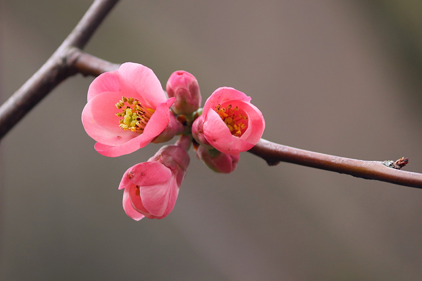 几朵梅花